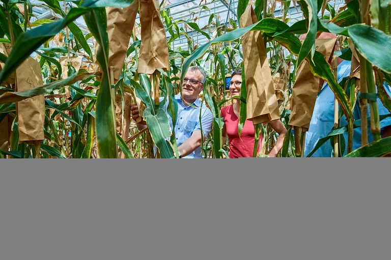 Auch große Pflanzen finden Platz: