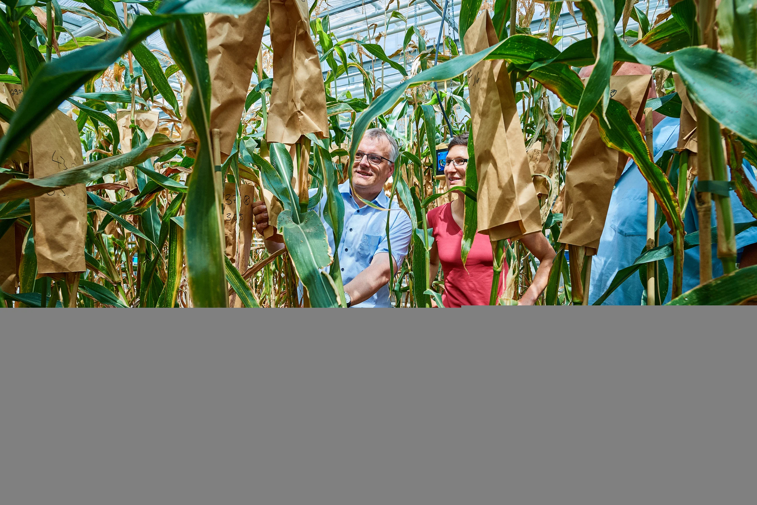 Auch große Pflanzen finden Platz: