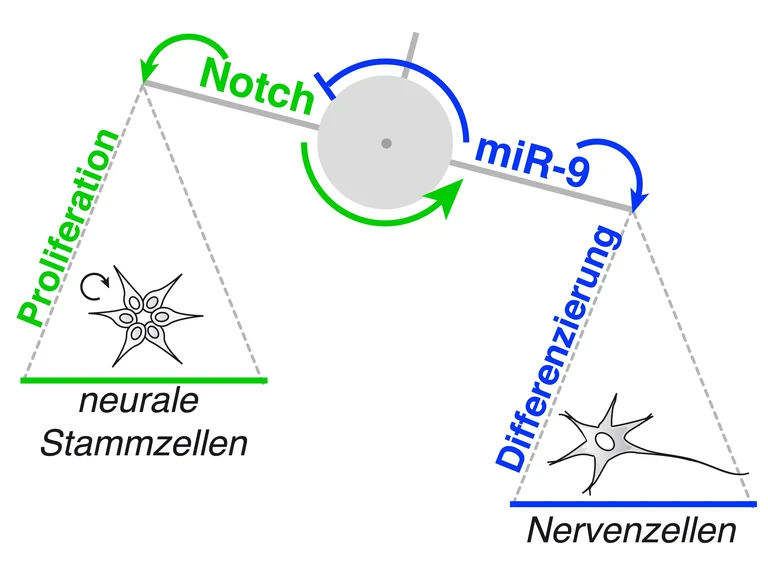 Notch_miR9_Interaktion.jpg