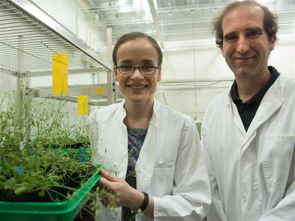 Untersuchten die Chloroplasten der Ackerschmalwand: