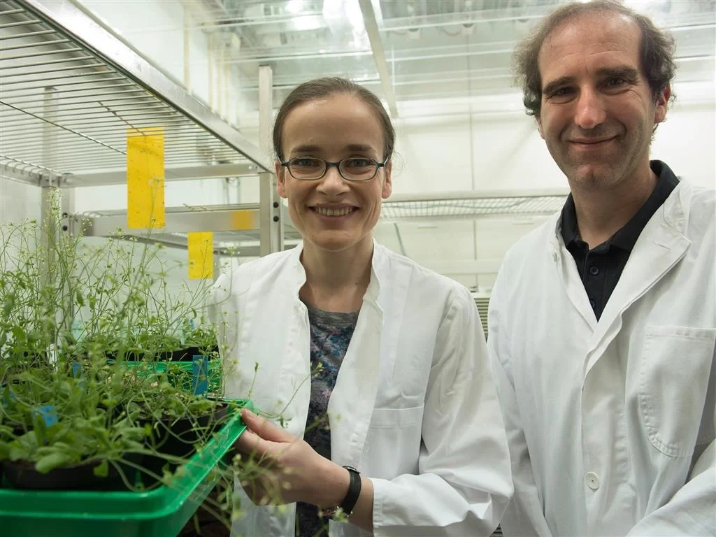 Untersuchten die Chloroplasten der Ackerschmalwand: