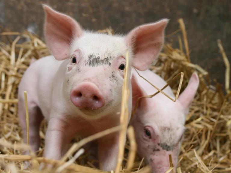 Forscher der Universität Bonn