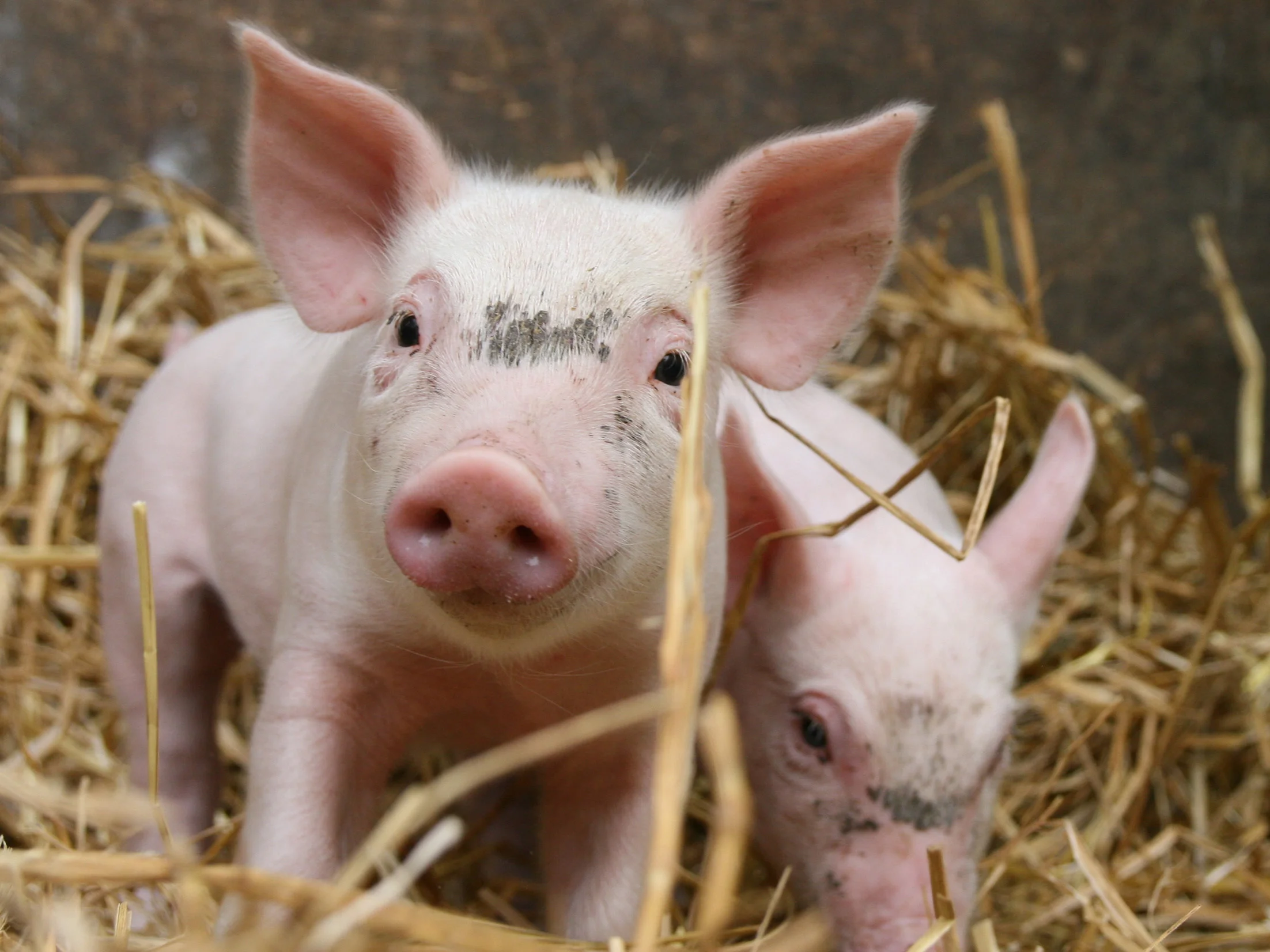 Forscher der Universität Bonn