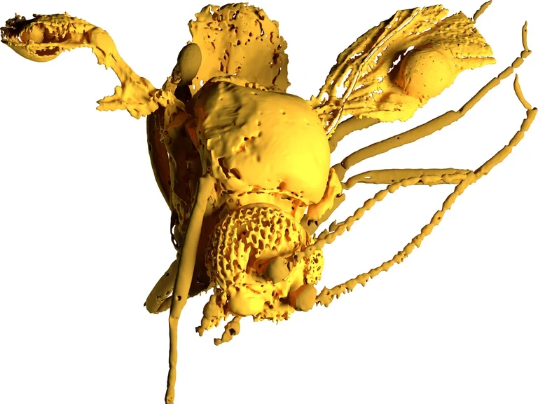 Modell der 54 Millionen Jahre alten Gnitze: