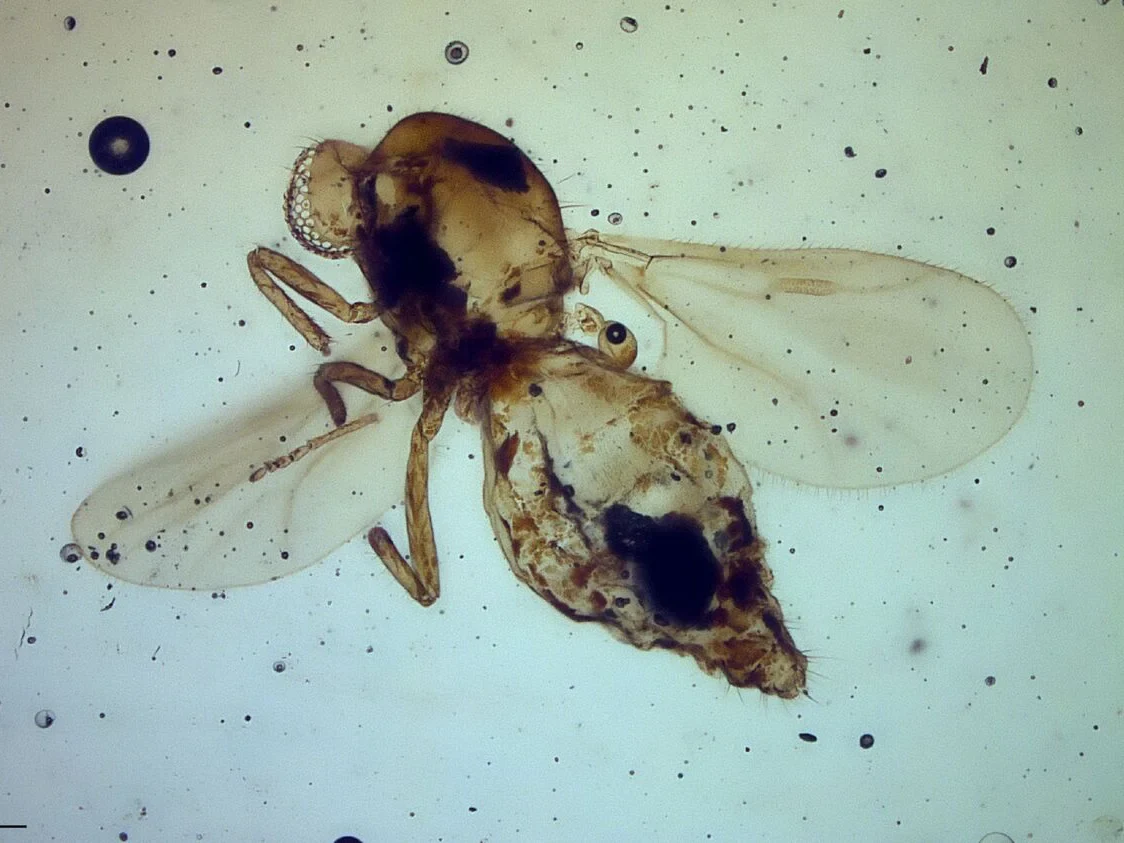 Gedanohelea gerdesorum in 54 Millionen Jahre altem Cambay-Bernstein aus Indien: