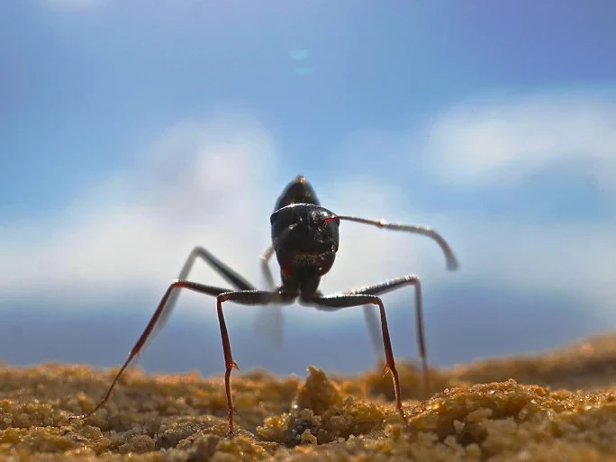 Die Wüstenameise