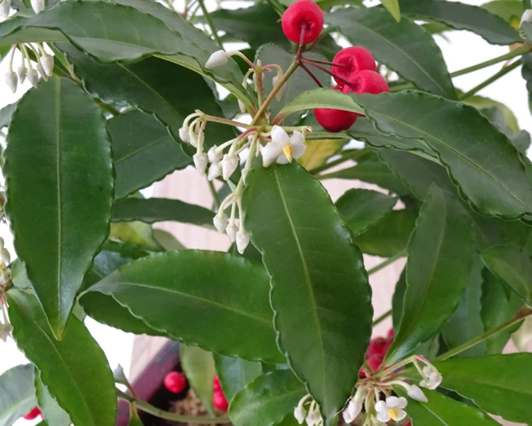 Die Blätter der Korallenbeere