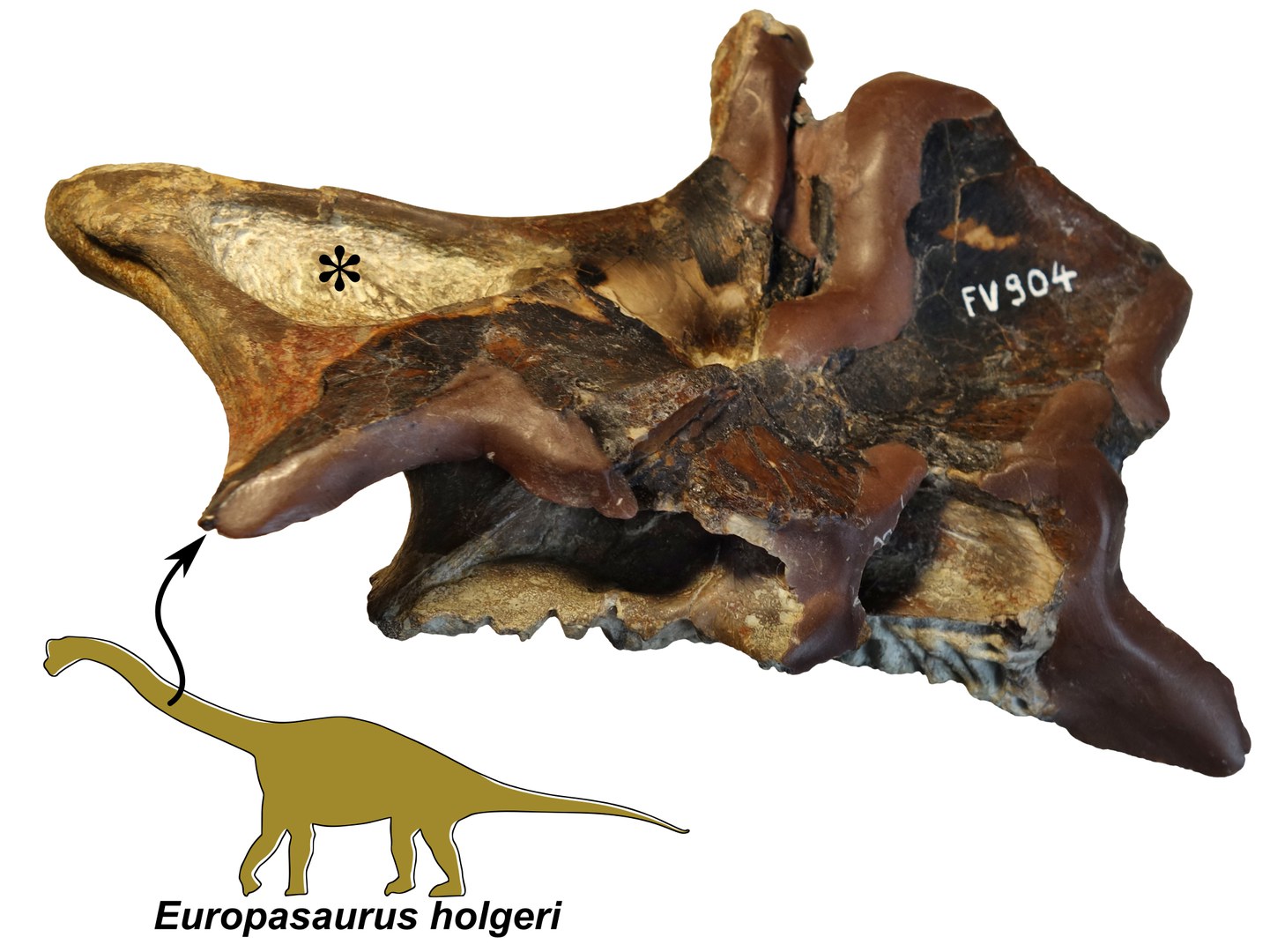 Teil eines Halswirbels des Zwergsauropoden Europasaurus