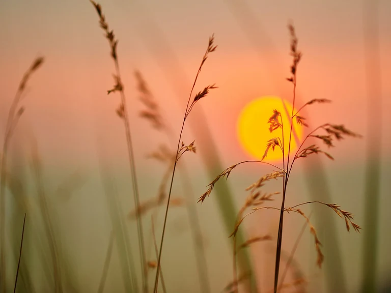 Forschung im ländlichen Afrika