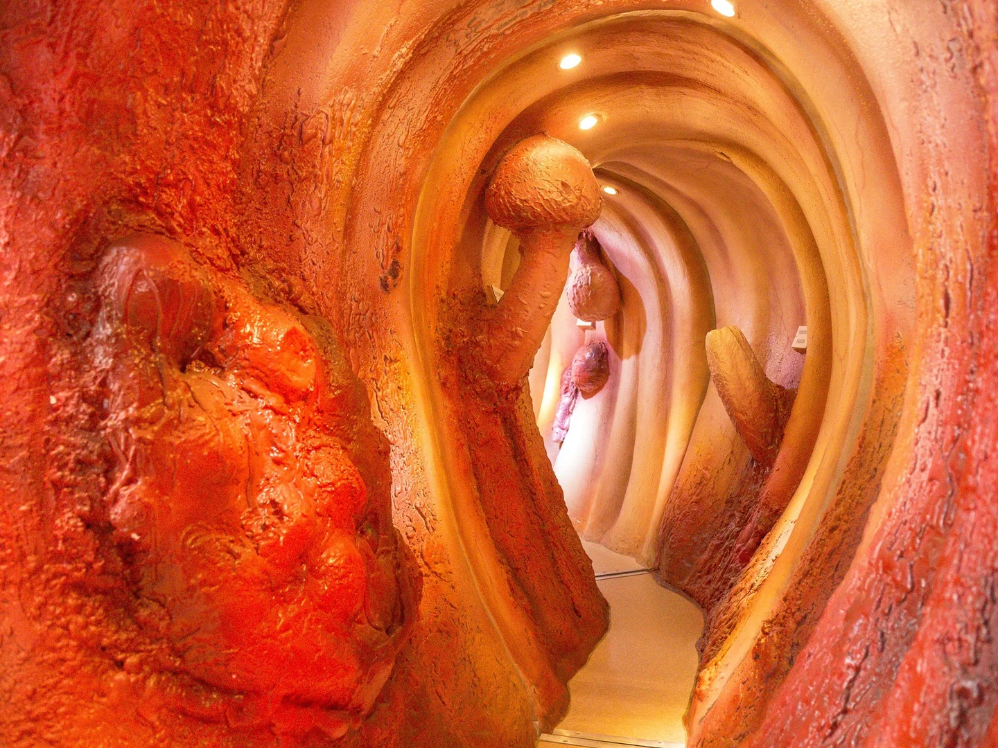 Begehbares Darmmodell: