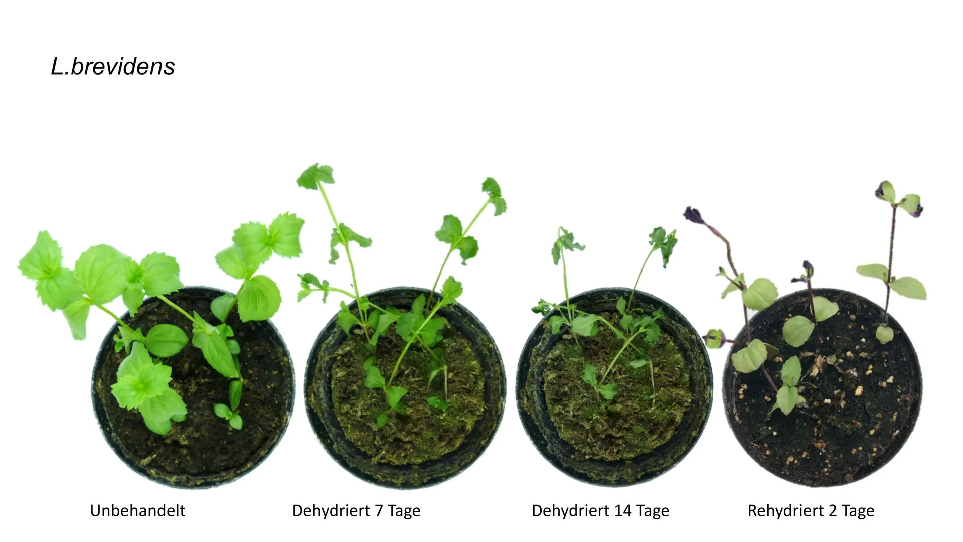Dürreretolerante Pflanzen