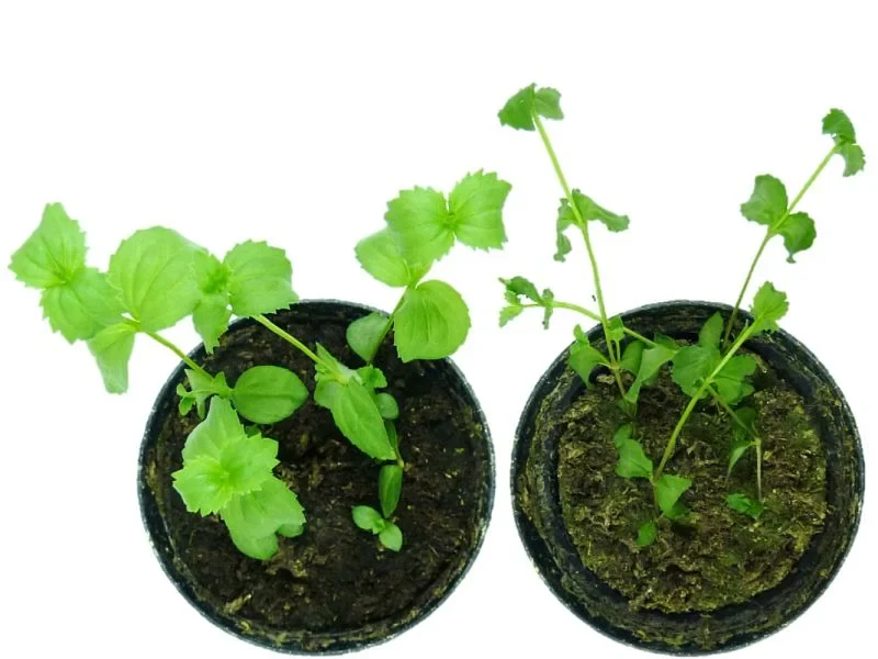 Dürreretolerante Pflanzen