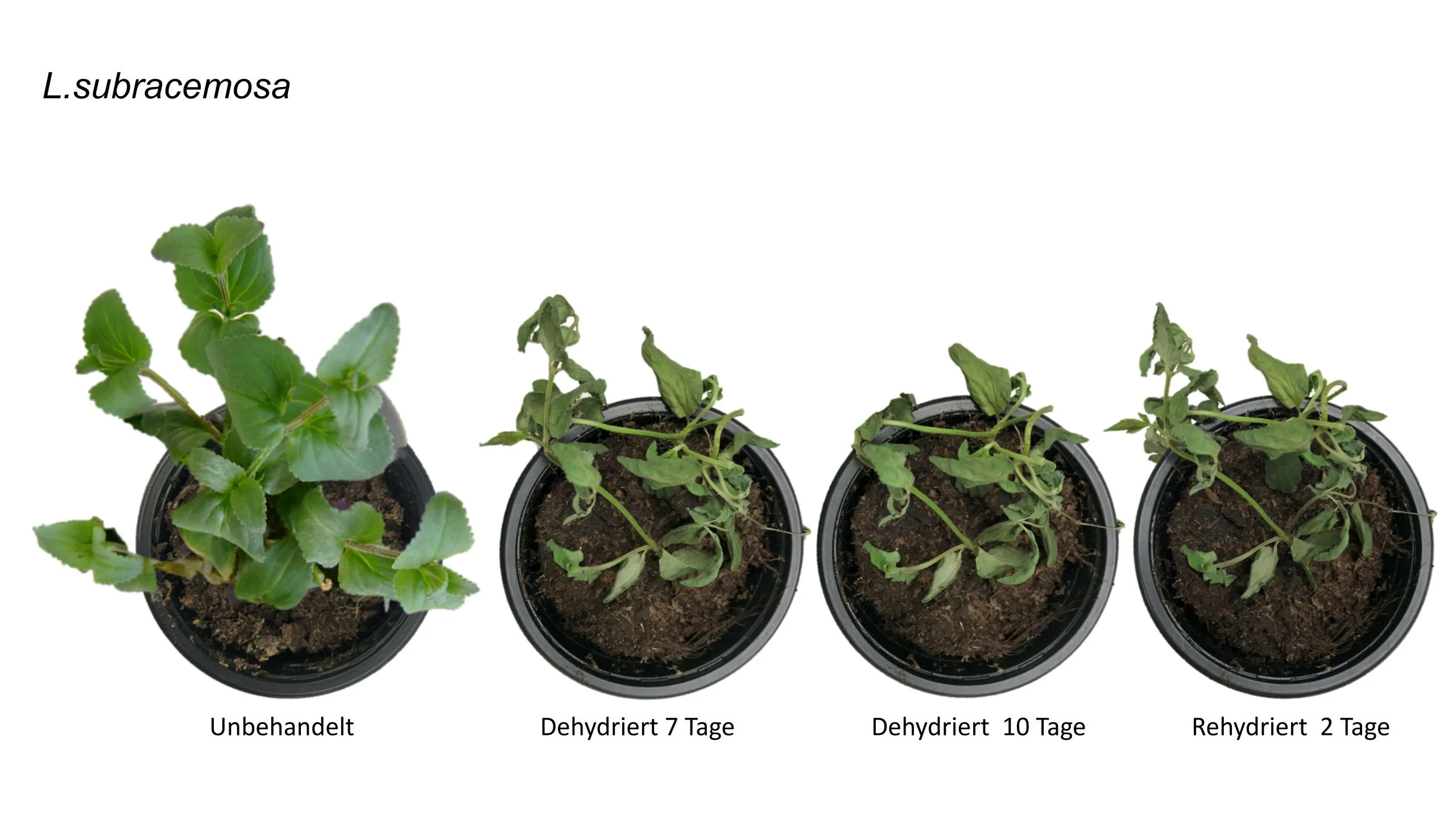 Lindernia subracemosa