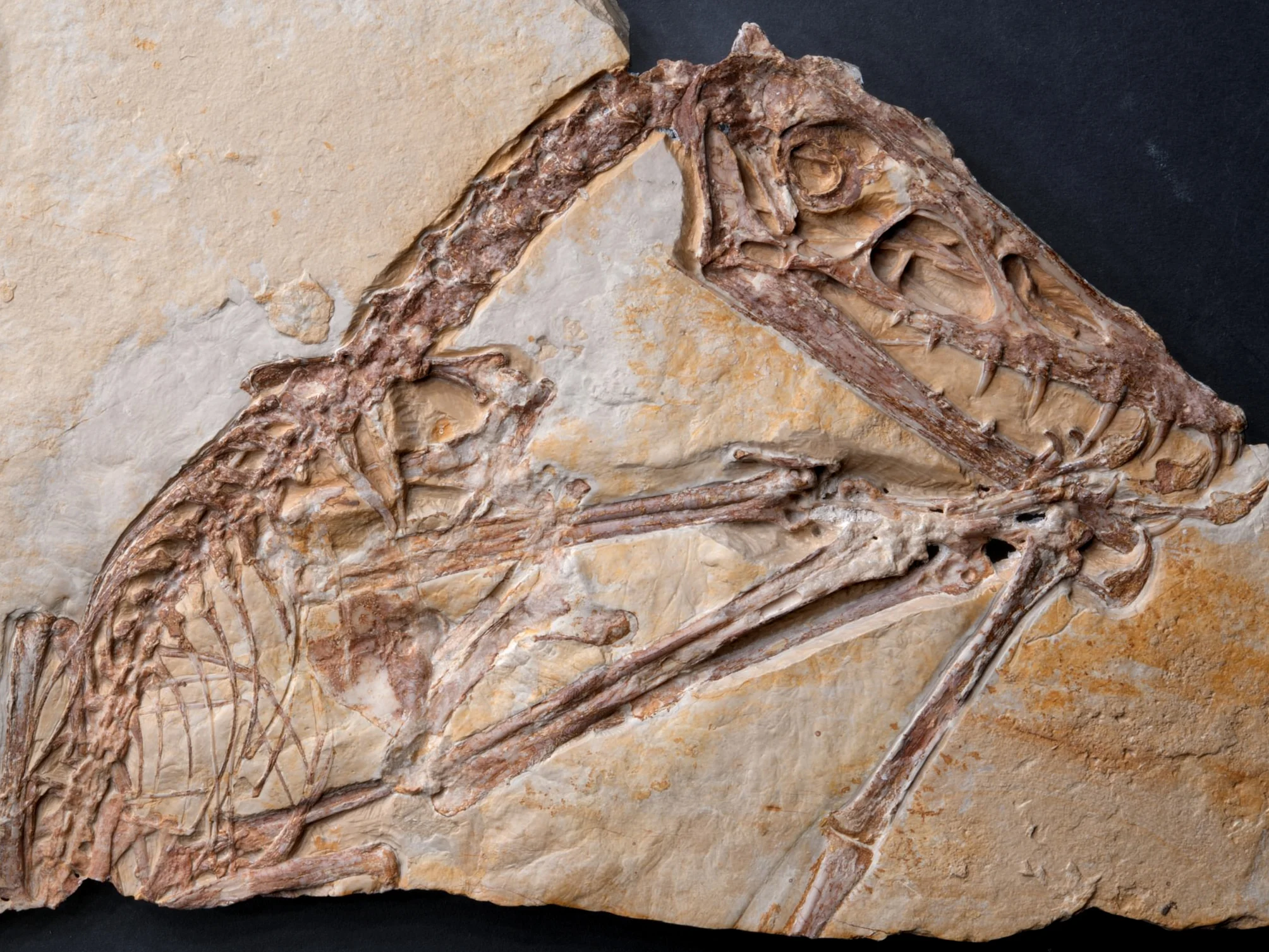 Das erste Exemplar von Scaphognathus crassirostris