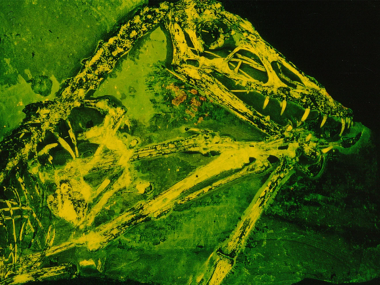 Eine Aufnahme von Scaphognathus unter UV-Licht: