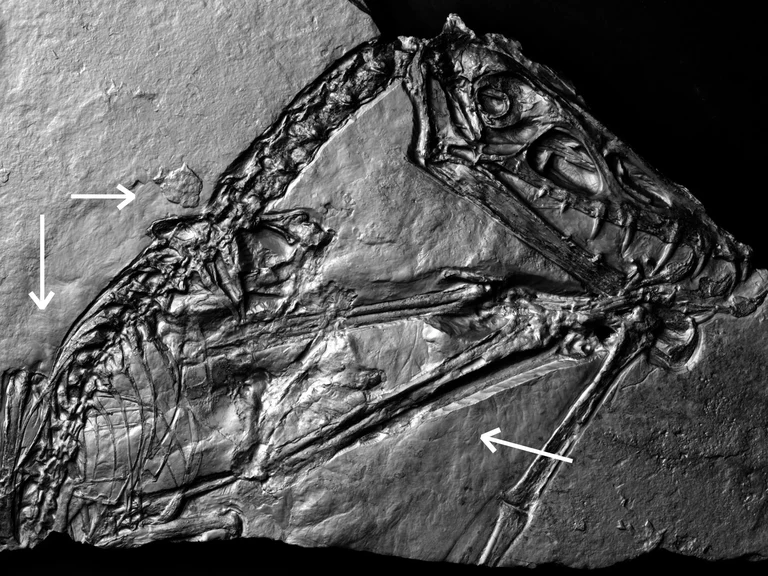 Erkennbare „Haar“-Strukturen (Pfeile):