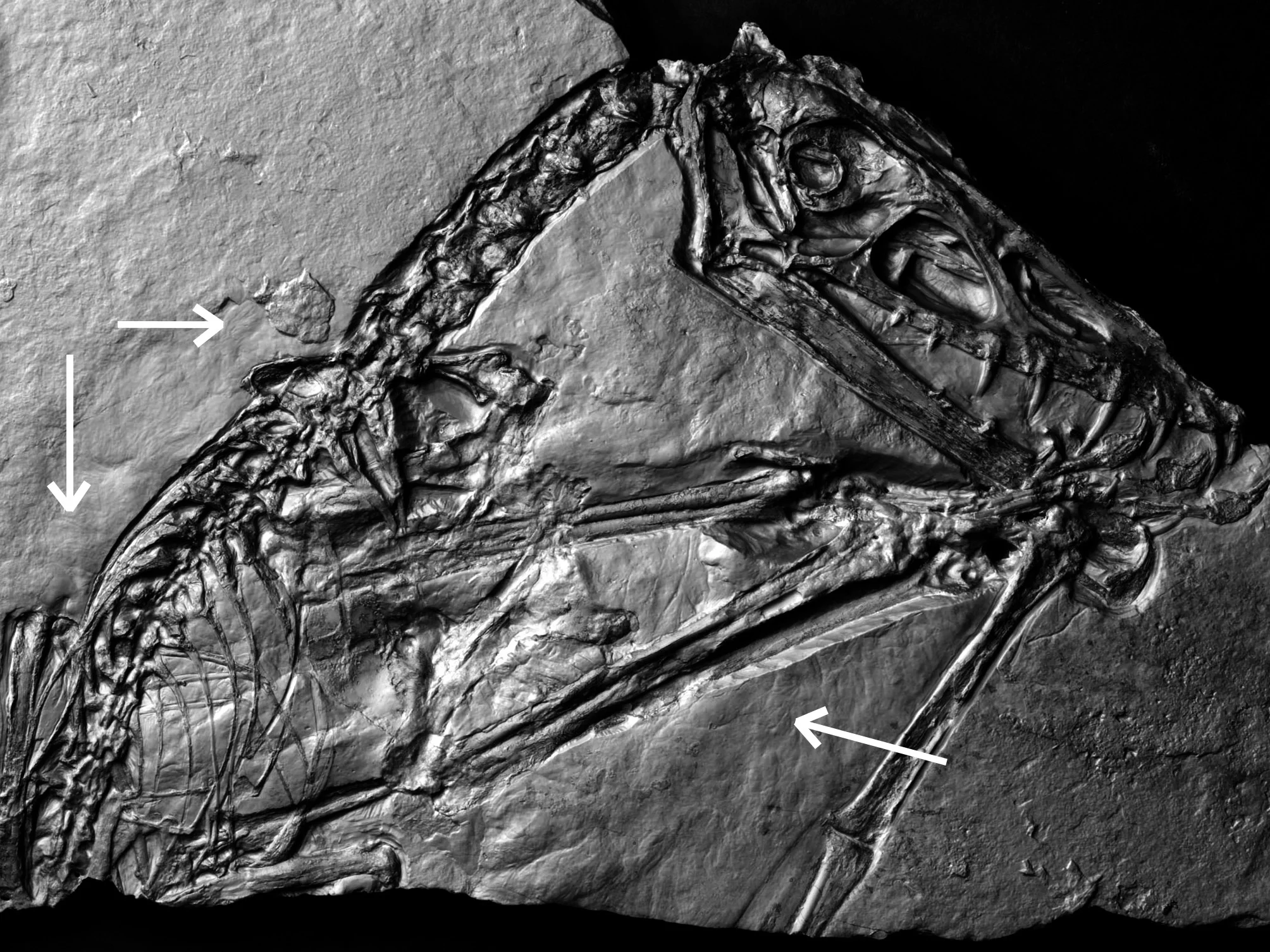 Erkennbare „Haar“-Strukturen (Pfeile):