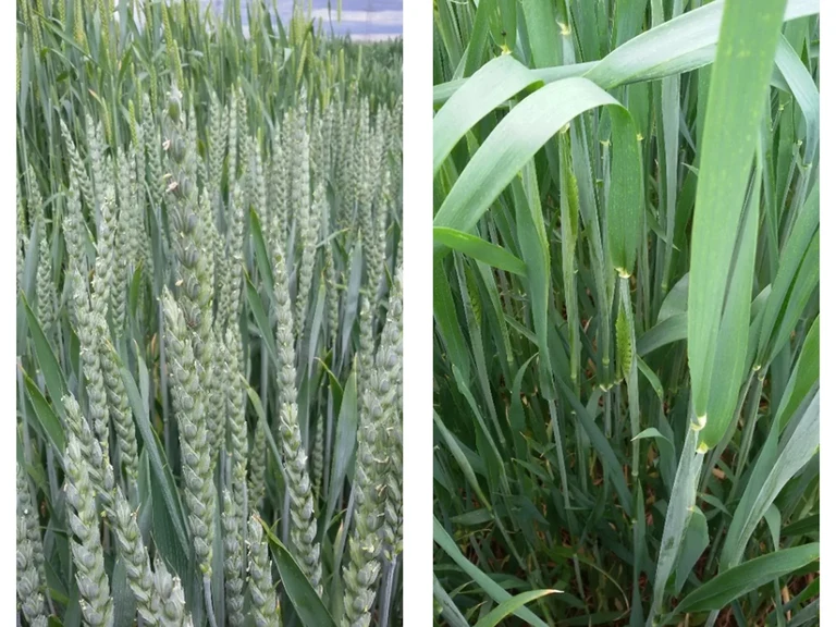 Feldversuch mit Winterweizen: