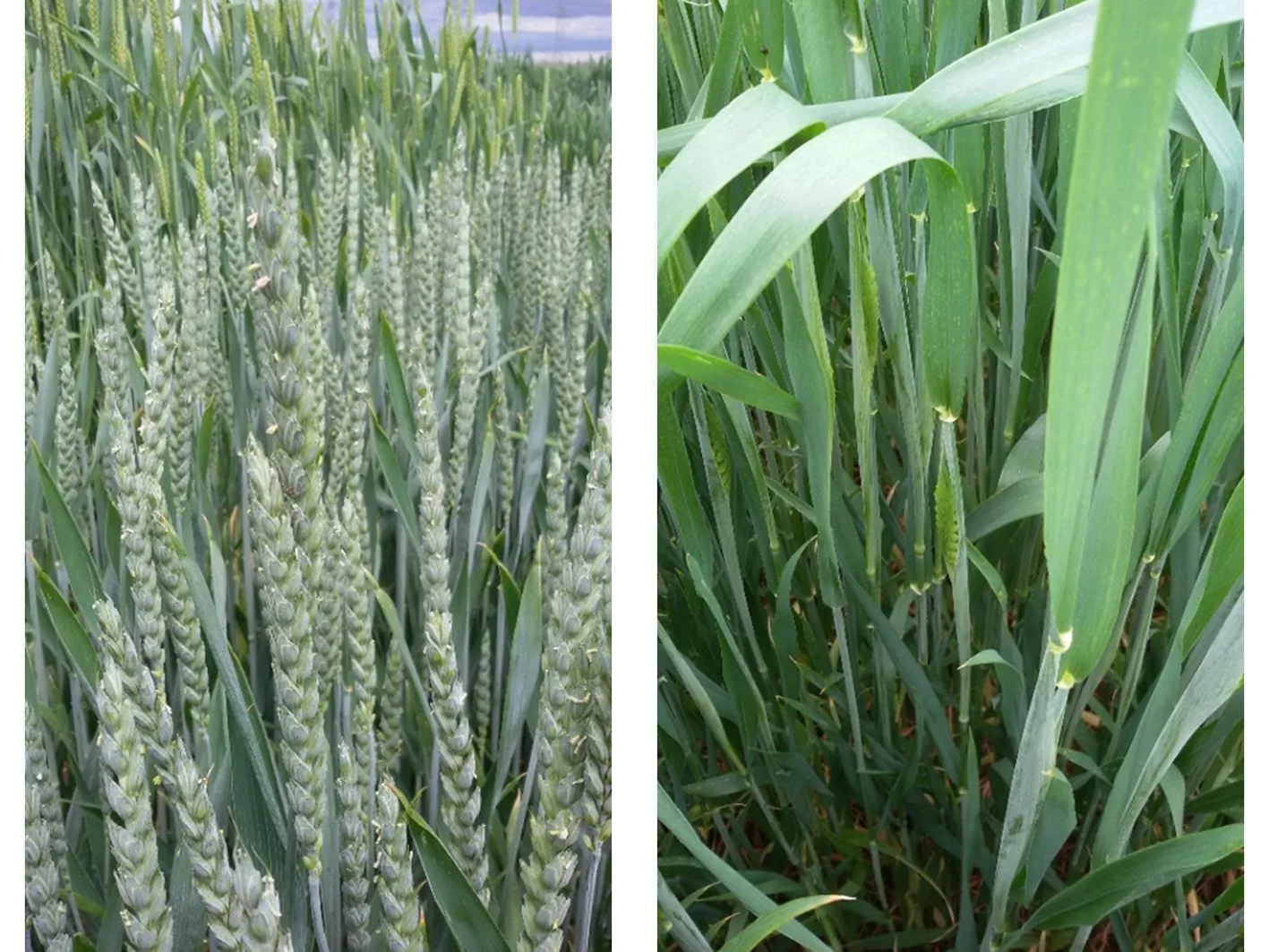 Feldversuch mit Winterweizen: