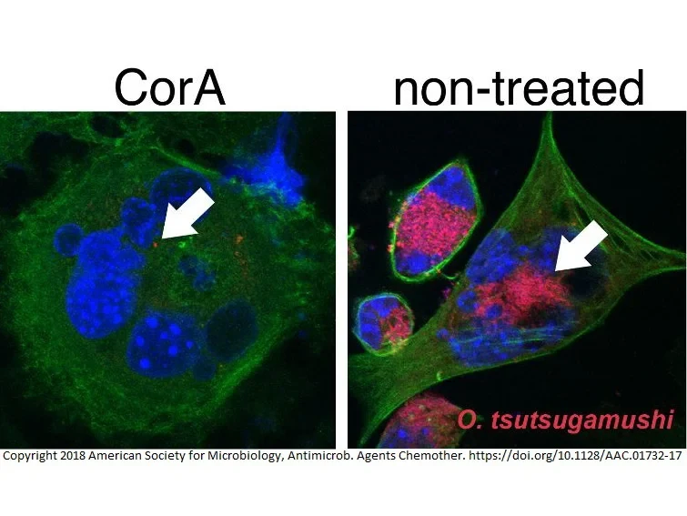Corallopyronin A hemmt das intrazelluläre Wachstum von Orientia tsutsugamushi: