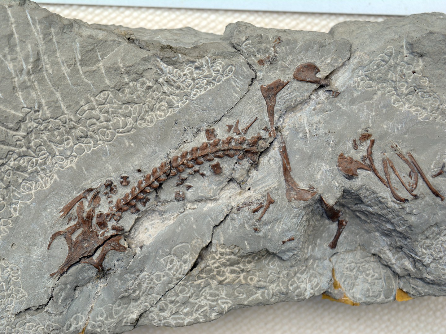 Skelett des Meeresreptils Anarosaurus heterodontus