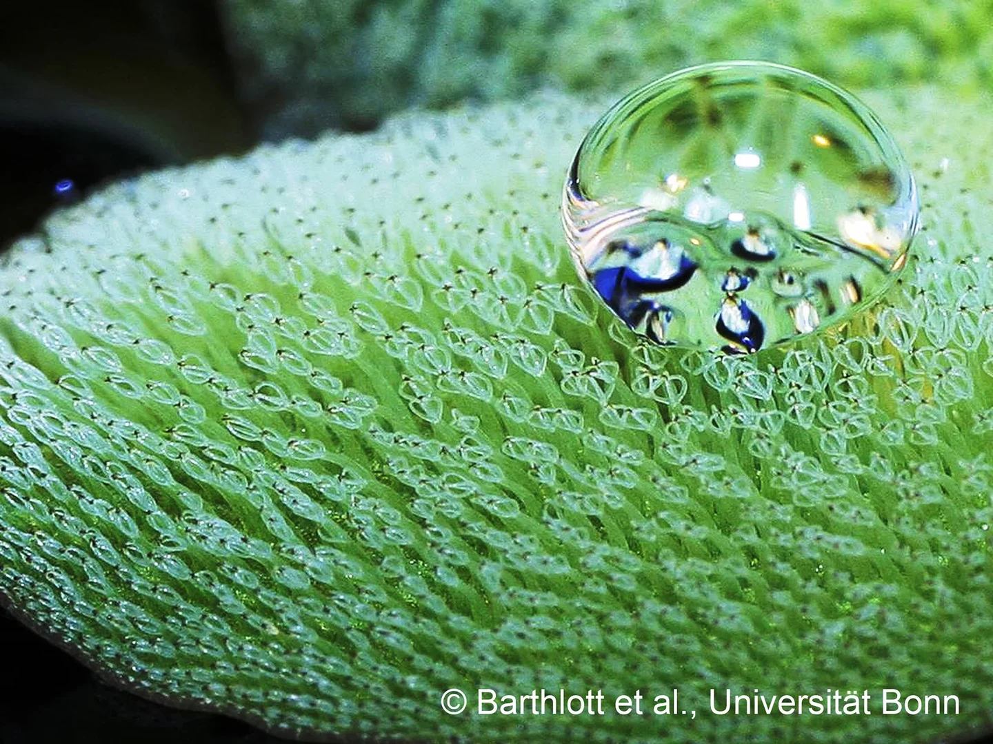 Der Schwimmfarn Salvinia molesta