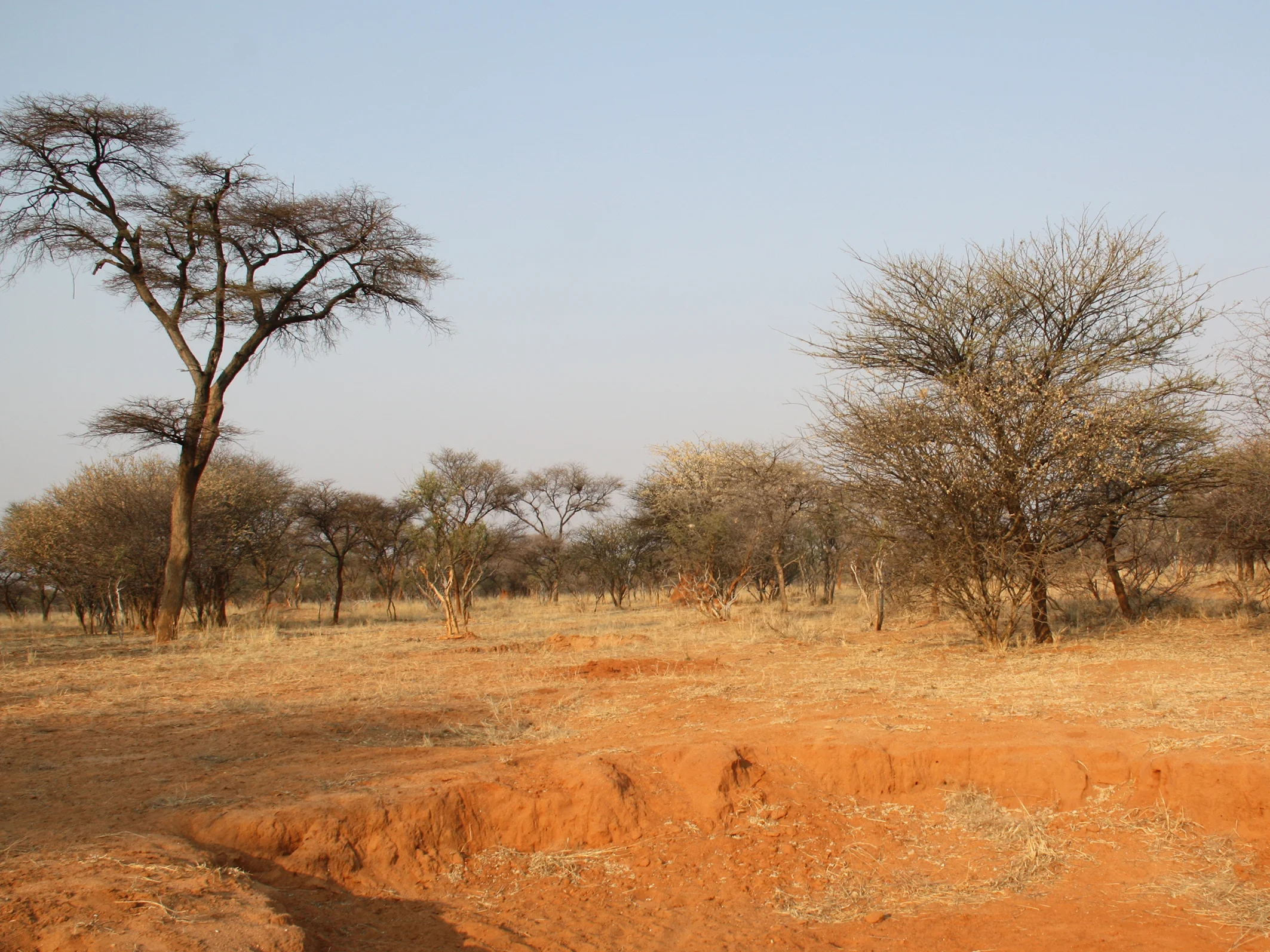 Wenn Grasland stark überweidet wird,