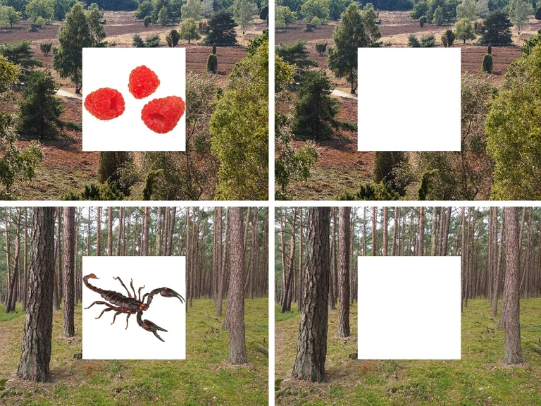 Die Versuchsteilnehmer sahen zunächst Bilder einer Landschaft,