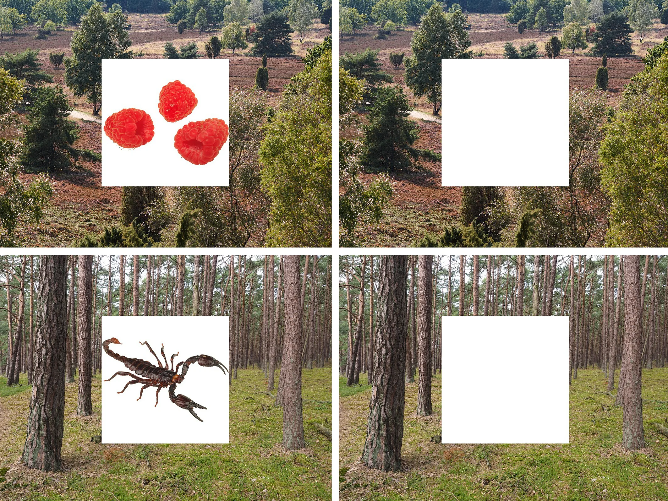 Die Versuchsteilnehmer sahen zunächst Bilder einer Landschaft,