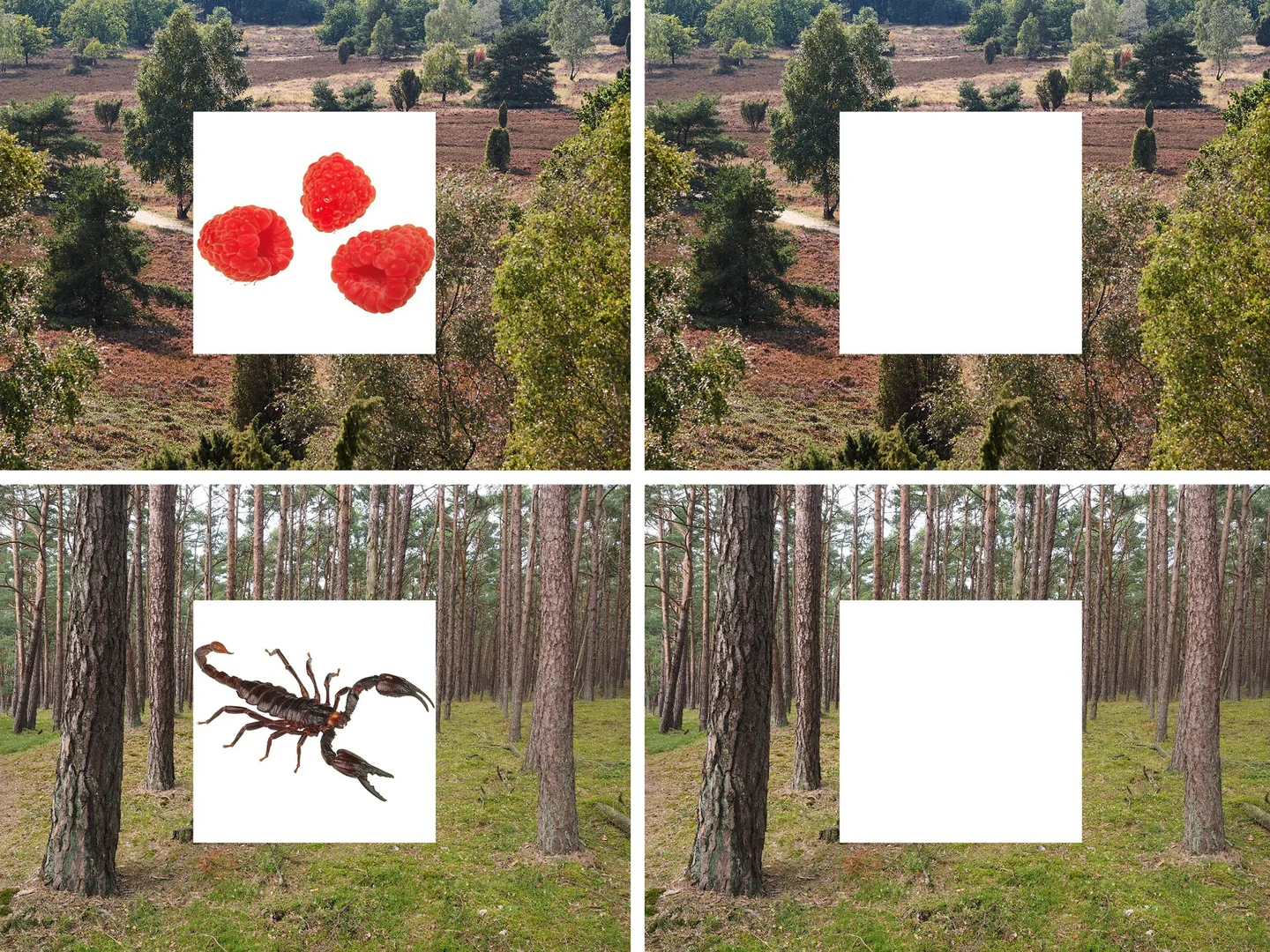 Die Versuchsteilnehmer sahen zunächst Bilder einer Landschaft,