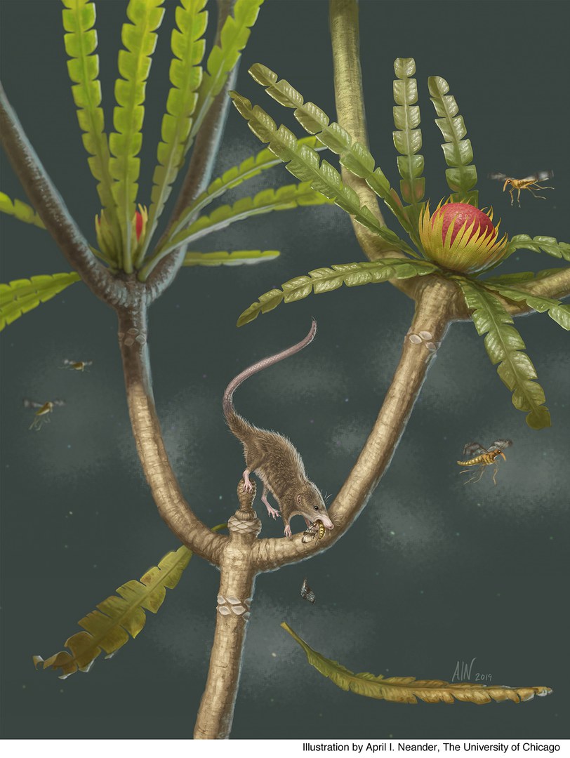 Microdocodon gracilis lebte vor mehr als 160 Millionen Jahren.