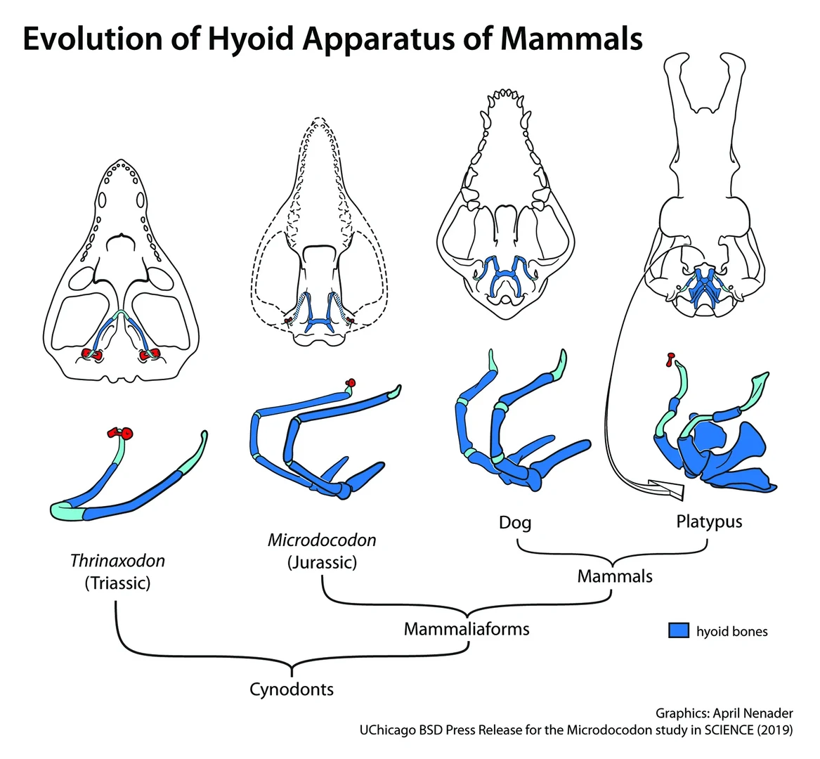 Das Zungenbein des Tiers