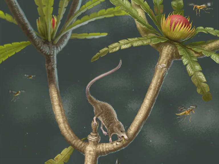 Microdocodon gracilis lebte vor mehr als 160 Millionen Jahren.