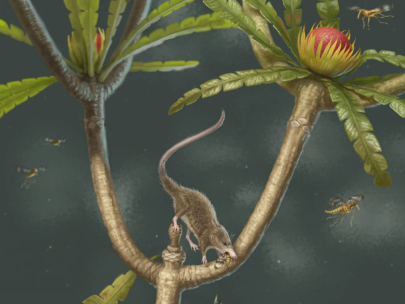 Microdocodon gracilis lebte vor mehr als 160 Millionen Jahren.