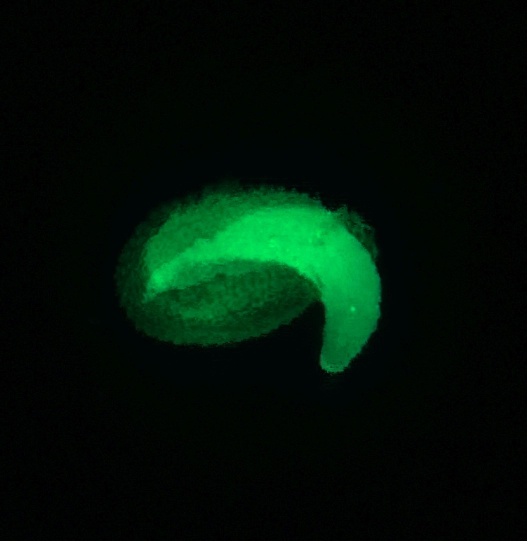 Bild2-Fluorescent-seed-germinating_Bettina-Richter.jpg