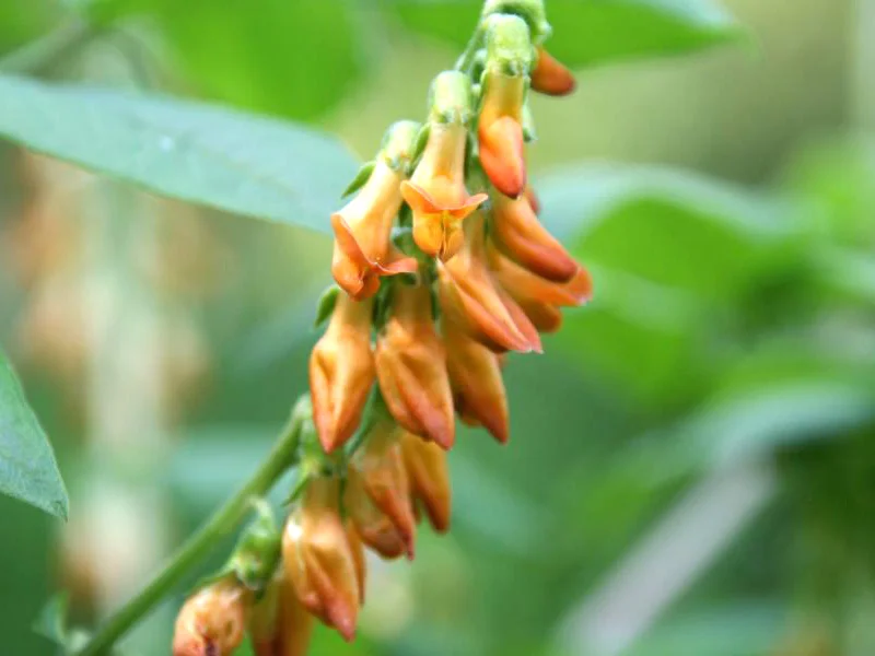Blütenstand des Schmetterlingsblütlers Lathyrus aureus
