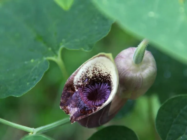 Einzelblüte des Osterluzeigewächses Aristolochia pontica: