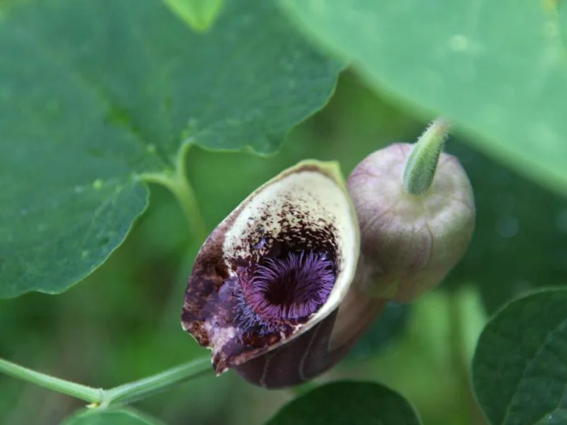 Einzelblüte des Osterluzeigewächses Aristolochia pontica: