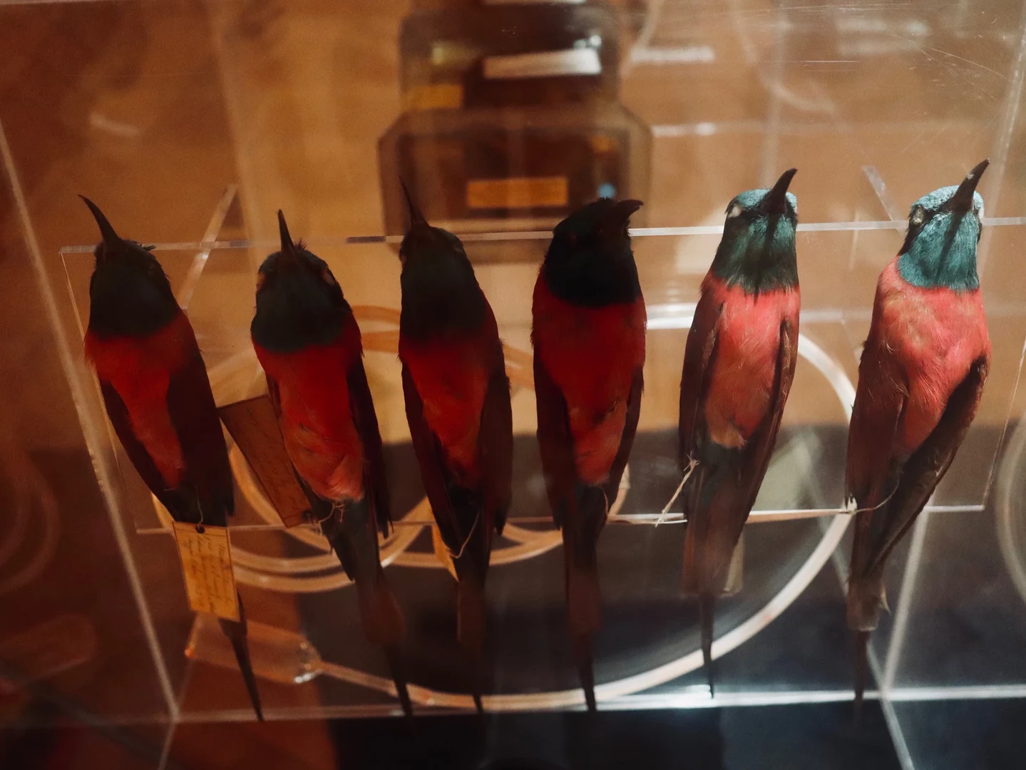 Dem Gefährdeten und Verschwindenden