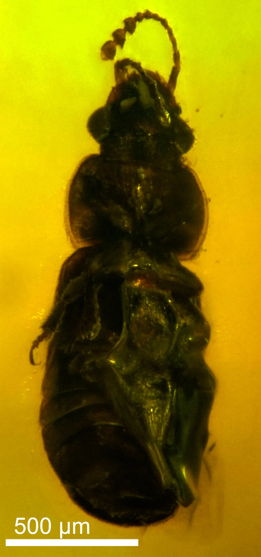 Electrumeretes burmanicus: