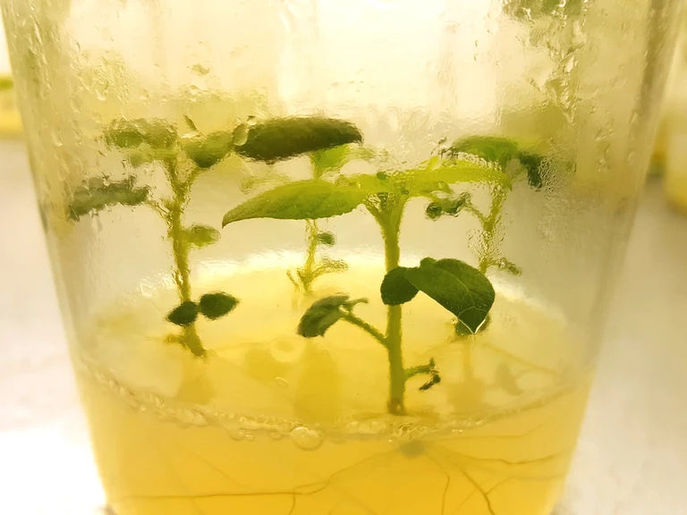 Nahaufnahme von Kartoffelkeimlingen im Anzuchtgefäß: