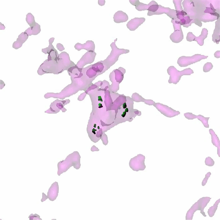 3D-Visualisierung des Nanoplastiks in einer Mikrogliazelle, der ersten Linie des Verteidigungs- systems im Gehirn.  Der Kunststoff Polystyrol (grün, bis zu einer Größe  von 100 Nanometern) gelangt über die Blut-Hirn-Schranke ins Gehirn und  wird dort bevorzugt von Mikrogliazellen (magenta) aufgenommen. Die Visualisierung basiert auf Versuchen mit Mäusen.