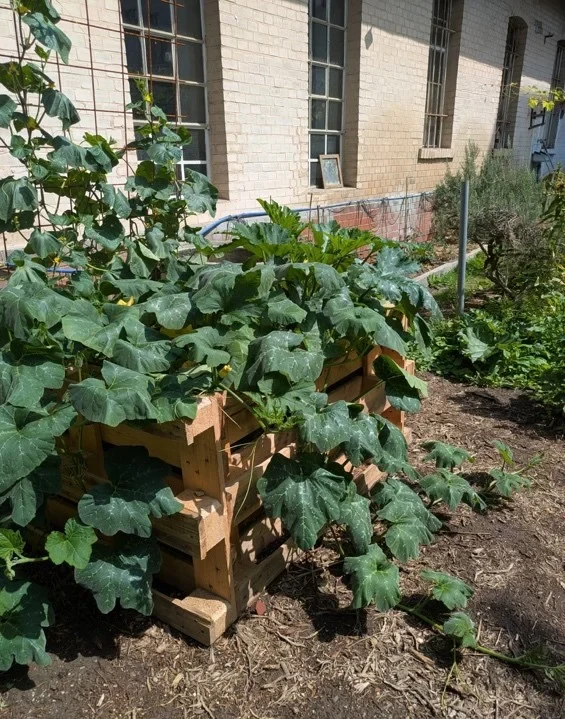 Hochbeet mit Kürbis.webp