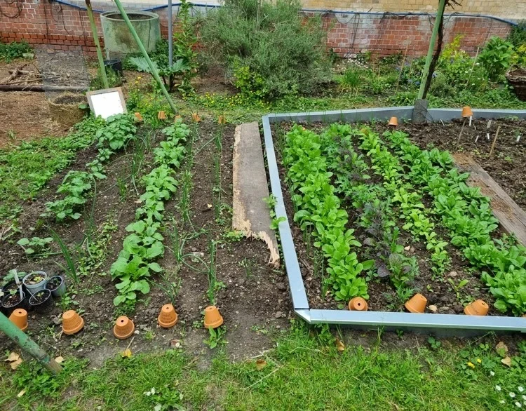 Radieschen und Salate.webp