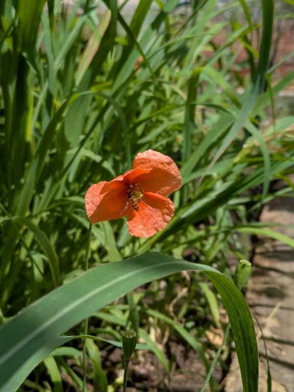 Wildblumen und Nützlinge.webp