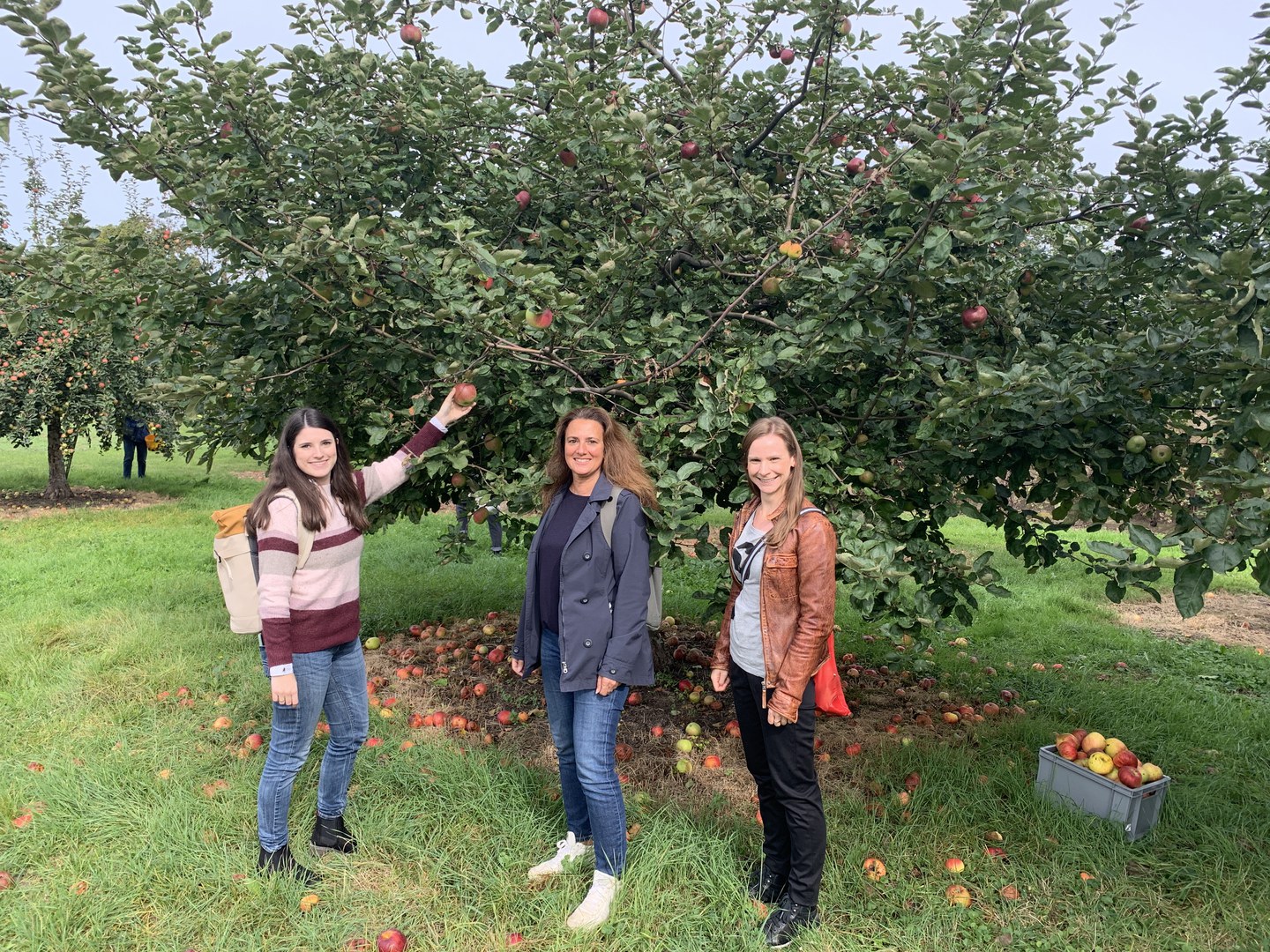 Das Team N bei der Apfelernte im „Sustainable September". Von links: Referentin Sina Mosen, Prorektorin Annette Scheersoi und Stabsstellen-Leiterin Jennifer Sobotta.