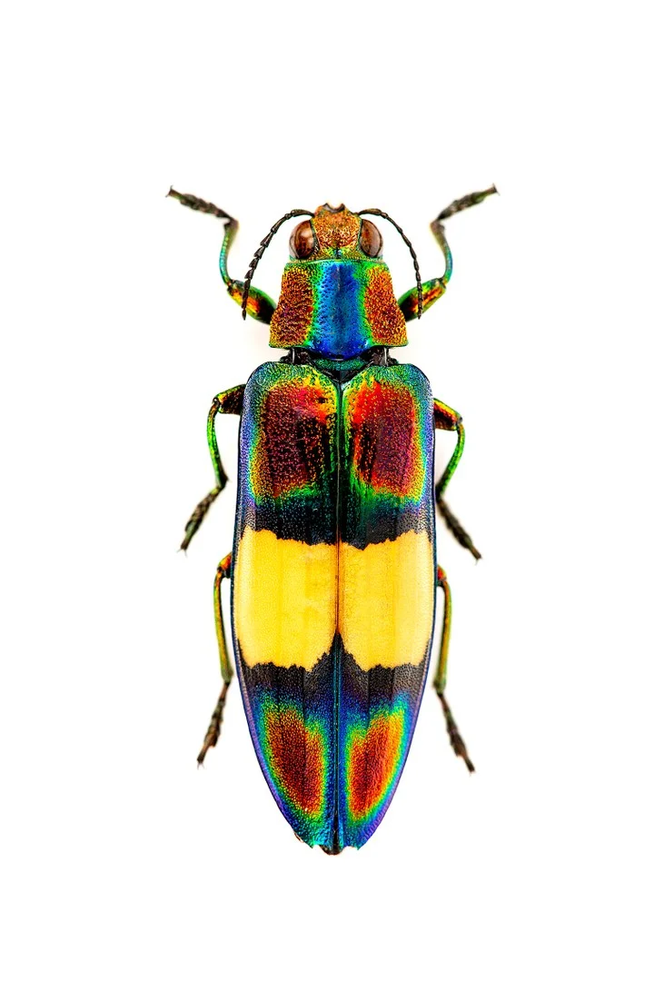 Chrysochroa ephippigera, Buprestidae (Prachtkäfer) - Prachtkäfer wie diese begrüßen in P26 die Besucher.