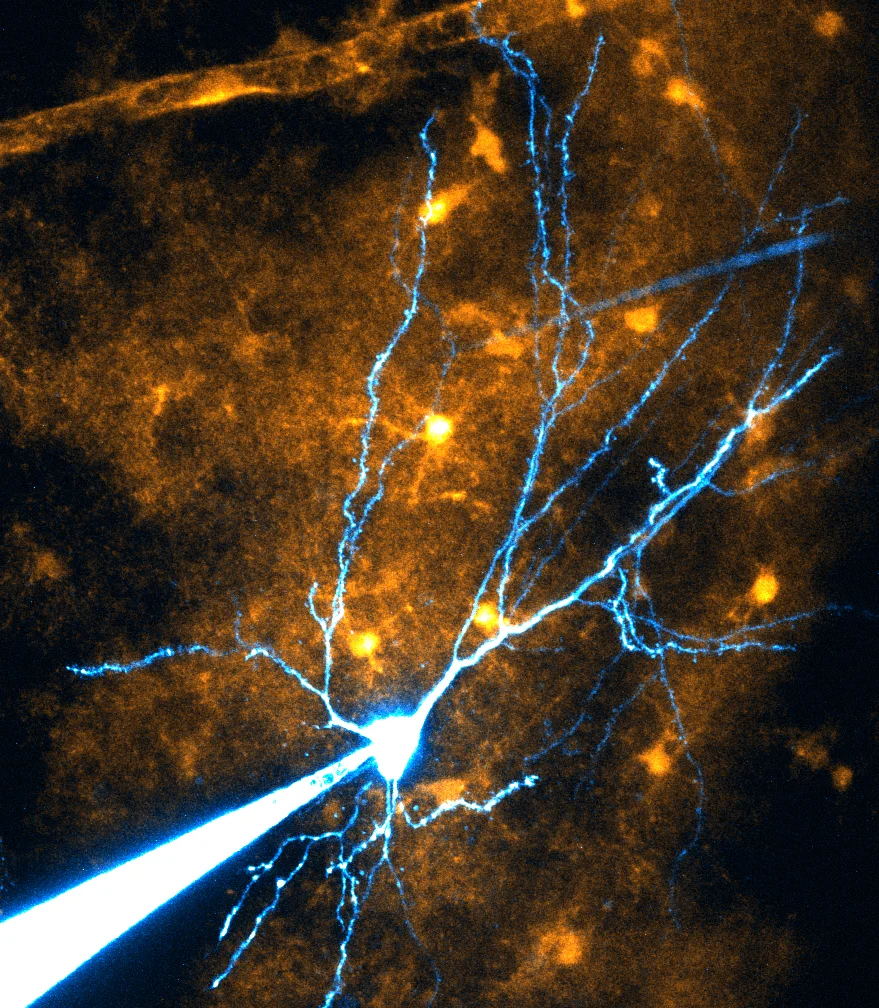 Glial cells help memory along