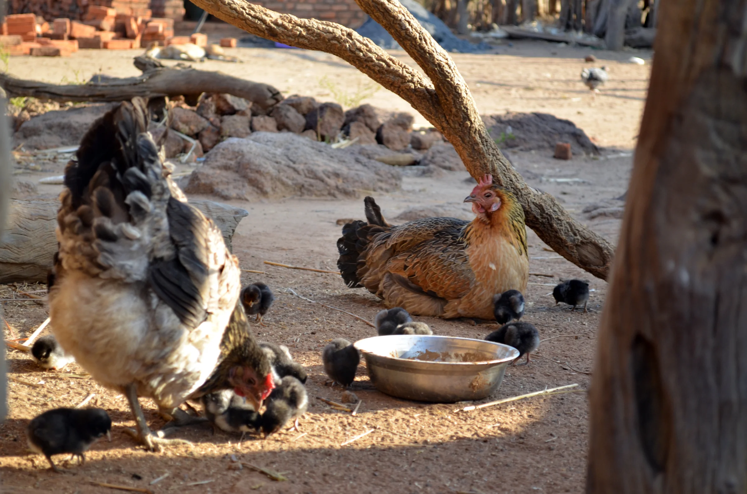 Meat import ban in Africa hurts local population