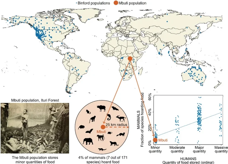 In the Mbuti population,